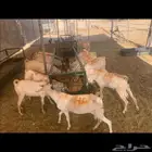 تيوس صومالية لحم ممتاز جذع وثني