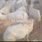 ضان رفيديات