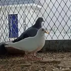 14 حبه صنعاني