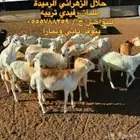 عرض اليوم الوطني ذبايح طيبات بالحيل
