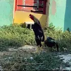 ديك سندي ماشاء الله تبارك الرحمن
