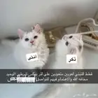 قطط للتبني ومخافة الله فيهم
