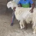 فحل نجدي مشروط