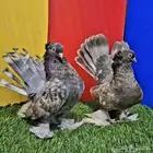 جوز وطبه الاسكا