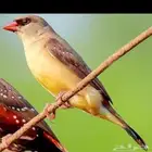 طلب انثى فراوله فينش