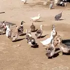 بط كيني للبيع