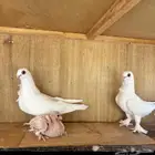 السلام عليكم ورحمة الله وبركاته يااخواني مطلوب حمام بولندي