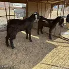 تيس ثلاجه