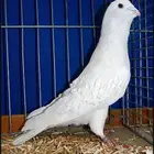 حمام ابرش برش مفتل شامي نوادر (تم البيع )