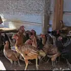 دجاج عمر اربع شهور