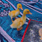 بطتين صغار
