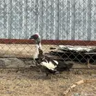 للبيع ذكر بط مصري