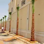 نخل وشنطني ونخل عربي جميع المقاسات