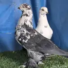 جوز سنافير مرتب