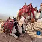 السلام عليكم ورحمة وبركاته يتوفر اجار جمال بي الساعه واليوم