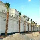 نخل واشنطني زينه متوفر جميع المقاسات واسعار مناسبه ونقوم بتا