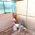 ديك رومي العدد 4 العمر 10 الشهور