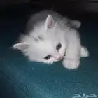 قطة للتبني