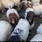 ذبايح