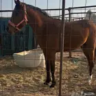 حصان شعبي كفو وطبعه زين ومشروط عمره 3 سنوات