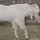 الفحل القادم مطور هولندي ابيض ابرص سلالة فواخر