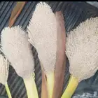 لقاح نخل مضمون