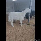 جذع حري مشروع فحل للبيع المجمعه