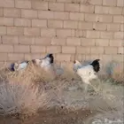 دجاج براهما كونك كلمبي اصلي منتج