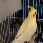 طير كروان مفقود