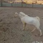 تيس بيشي فحل ابرص