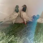 حمام باكيتاني تيدي