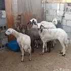 غنم مقاني