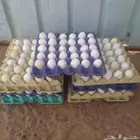 بيض بلدي تربه البقوم