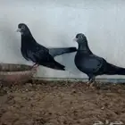 جوز صنعاني بفروخه