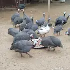 حجل اصيل للبيع