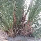 نخل طالع من المدينه اليوم علي البدع