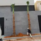 زاعت نخيل وشنطن ونخل عربي