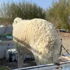 طلي صنف مشروط