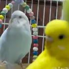 جوز بادجي منتج تبارك الرحمن مع كافة ملحقاته