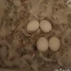 زوج روز البينو عيون حمر منتج تحته بيض