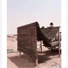 سعف نخل رولات للجلسات والتحواش