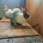 بيع أرانب جميلة ولطيفة