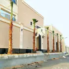 نخل واشنطني نخل عربي زيتون حمضيات