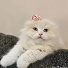 قطة سكوتش فولد