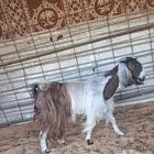 معزا للبيع