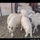 بهم كله طليان نظيف
