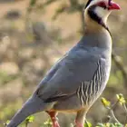 عقايب او قهد عربي
