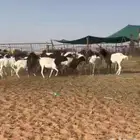 رخال برابر
