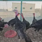 ديكه رومي