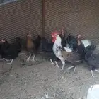 دجاج 10 مع الديك